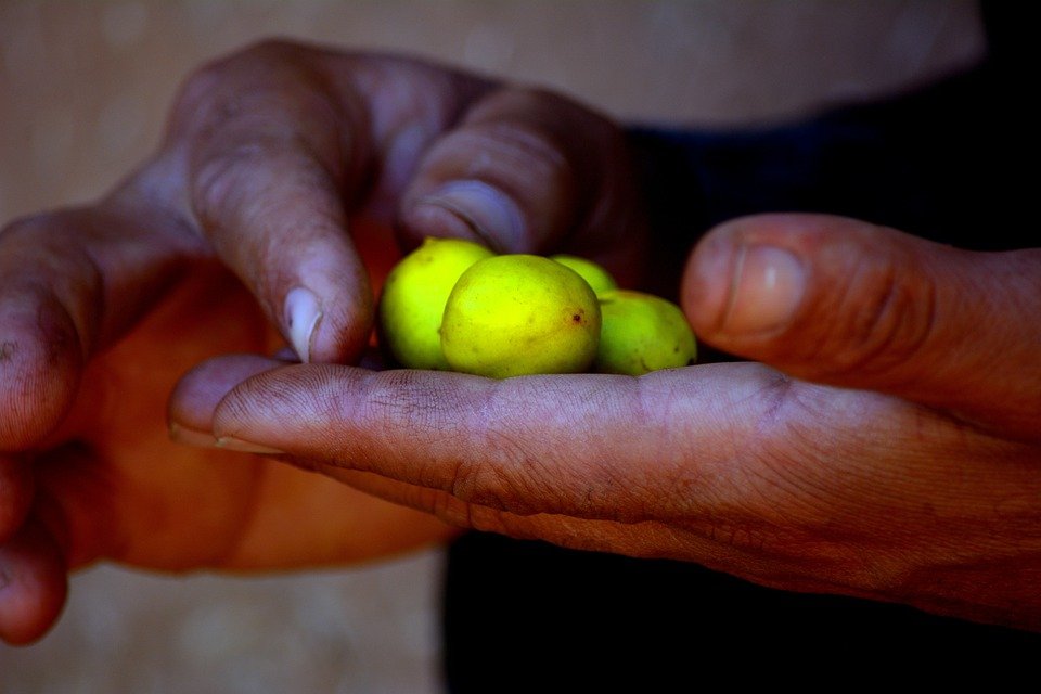 Aceite de argán puro obtenido en Marruecos